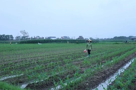 Thiết kế chính sách nông nghiệp&nbsp;với tầm nhìn dài hạn