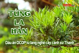 [REVIEW OCOP] Tùng La Hán - Dấu ấn OCOP từ làng nghề cây cảnh xứ Thanh
