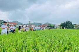 Hội thảo đầu bờ đánh giá mô hình giống lúa lai ba dòng KU57 và Thơm SUMO 86