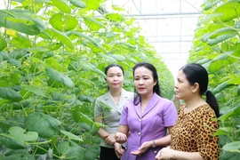 Kiểm tra phát huy hiệu quả&nbsp;sử dụng nguồn vốn vay