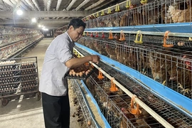Chìa khóa cho phát triển chăn nuôi bền vững