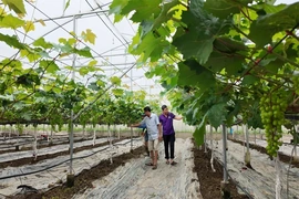 Sản xuất nông nghiệp an toàn&nbsp;nền tảng phát triển nông nghiệp bền vững