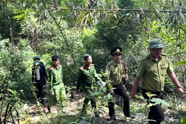 Phối hợp bảo vệ rừng, phòng cháy,&nbsp;chữa cháy rừng trên tuyến biên giới