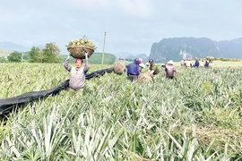 Phát triển vùng nguyên liệu bền vững - Hướng tới chuỗi giá trị toàn cầu (Bài 2): Những “lỗ hổng” trong phát triển vùng nguyên liệu