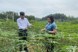 Nhân rộng mô hình trồng sắn sử dụng giống kháng bệnh khảm lá