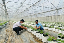 Ứng dụng công nghệ tưới tiết kiệm&nbsp;trong sản xuất nông nghiệp