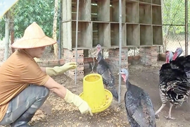 Vườn Quốc gia Bến En tích cực cứu hộ, chăm sóc và bảo tồn động vật hoang dã