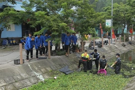 Những mùa hoa giúp làng quê xanh lại