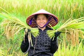 Mùa vàng theo chân người dân vùng cao về bản