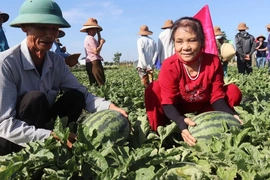 Rộn ràng mùa thu hoạch dưa hấu