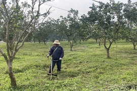 Mở lối phát triển nông nghiệp bền vững