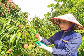 Phát triển nông nghiệp công nghệ cao ở Nông trường Sông Âm