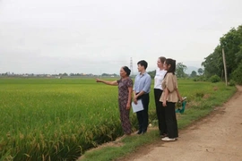“Gieo mầm xanh” trên đồng đất xứ Thanh