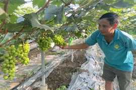 Thiệu Hóa tạo “cú hích”&nbsp;phát triển sản phẩm OCOP