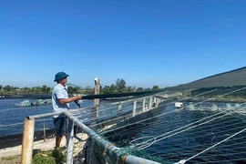 Bảo vệ diện tích nuôi trồng thủy sản trong mùa nắng nóng