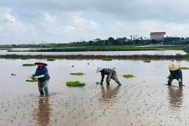 Nỗi lo trước vụ mùa