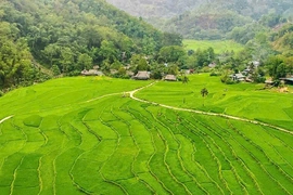 Bảo vệ diện tích lúa bậc thang&nbsp;gắn với phát triển du lịch