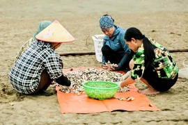 Để vùng nuôi ngao phát triển&nbsp;hiệu quả, bền vững