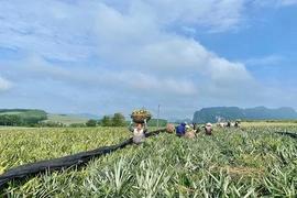 Dứa gai - cây trồng chủ lực ở Ngọc Liên