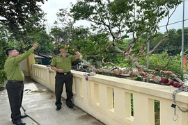 &nbsp;Siết chặt kiểm soát khai thác, buôn bán cây muội hồng