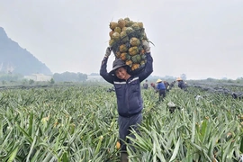 Canh tác có tổ chức