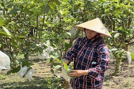 Chủ động các giải pháp chống hạn, bảo vệ cây ăn quả