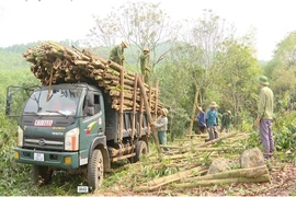 “Trái ngọt” từ những đồi rừng hoang hóa