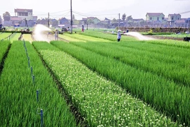Tăng cường quản lý mã số vùng trồng và cơ sở kiểm nghiệm nông sản phục vụ xuất khẩu trên địa bàn tỉnh