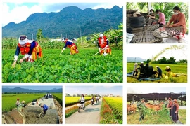 Chính phủ&nbsp;giao kế hoạch đầu tư công vốn ngân sách trung ương cho các bộ, địa phương thực hiện Chương trình MTQG