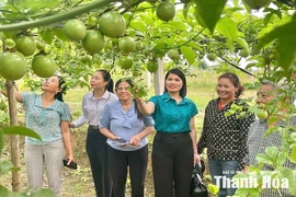 Chuyển đổi cơ cấu cây trồng:&nbsp;Trái ngọt từ tư duy nhạy bén