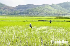 Chủ động ứng phó thiên tai trong sản xuất vụ mùa