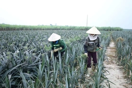 Xuân Hòa phát triển kinh tế trang trại bền vững