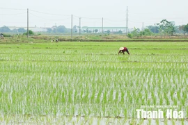 Xây dựng cánh đồng một giống lúa