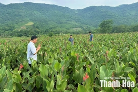 Hiệu quả trồng cây dong riềng ở Cẩm Thạch