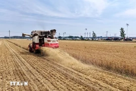 Siêu El Nino có thể gây cú sốc tăng giá lương thực toàn cầu đến năm 2028