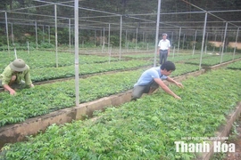 Luận Thành giữ rừng mùa nắng nóng&nbsp;gắn với phát triển kinh tế lâm nghiệp hiệu quả
