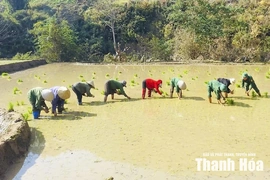 Mở rộng diện tích liên kết&nbsp;sản xuất lúa nếp vụ mùa
