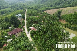 “Bén duyên” với cây cau - hành trình làm giàu của những “lão nông”