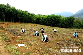 Phát triển kinh tế&nbsp;lâm nghiệp&nbsp;bền vững