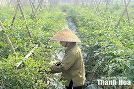 Thúc đẩy sản xuất nông nghiệp sạch, an toàn