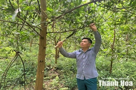 Những triệu phú trồng rừng