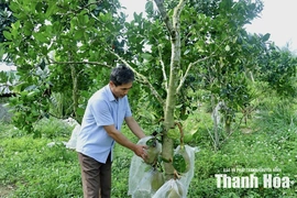 Trải thảm xanh trên những vùng đồi