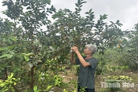 Khơi thông dòng vốn&nbsp;cho phát triển kinh tế địa phương
