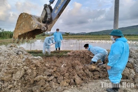 Tăng cường phòng chống 3 loại dịch bệnh nguy hiểm trên đàn vật nuôi