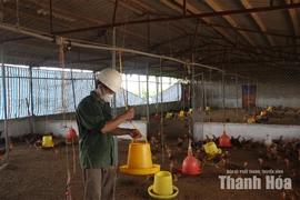 Nông dân mạnh dạn đầu tư ứng dụng công nghệ vào xử lý chất thải chăn nuôi