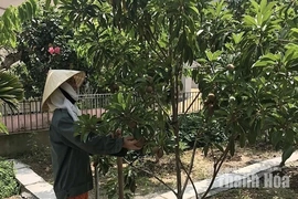 Ứng dụng khoa học - kỹ thuật vào sản xuất
