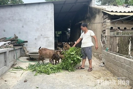 Người thương binh gieo nghị lực làm giàu