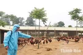 Khắc phục “điểm yếu” trong chăn nuôi gà thả vườn