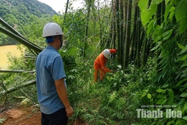 Đảm bảo an toàn hành lang lưới điện mùa mưa bão ở miền núi