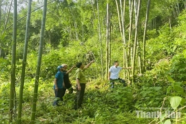 Khơi dậy tiềm năng, nâng tầm giá trị rừng luồng Quý Lương
